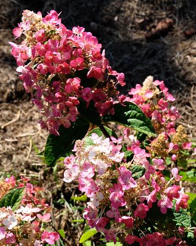 HydrangeapaniculataMagicalfire