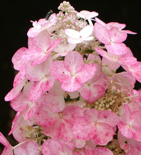 HydrangeapaniculataMagicalFireKolster