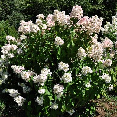 HydrangeapaniculataPeeWee