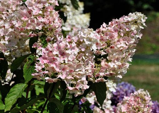 HydrangeapaniculataPeeWeeVVN