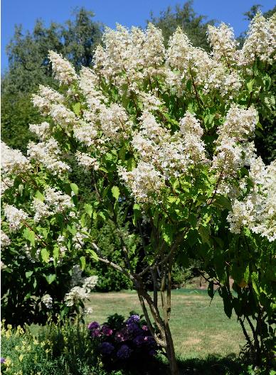 HydrangeapaniculataBigBen