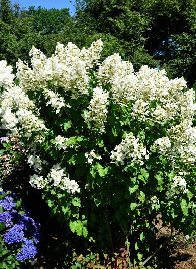 HydrangeapaniculataWhiteLady