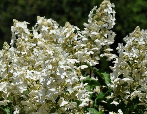 HydrangeapaniculataWhiteLady2vn