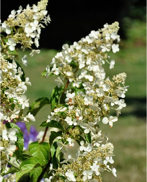 HydrangeapaniculataWhiteLace3