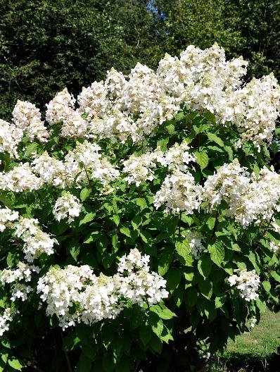 HydrangeapaniculataMidnightsummer