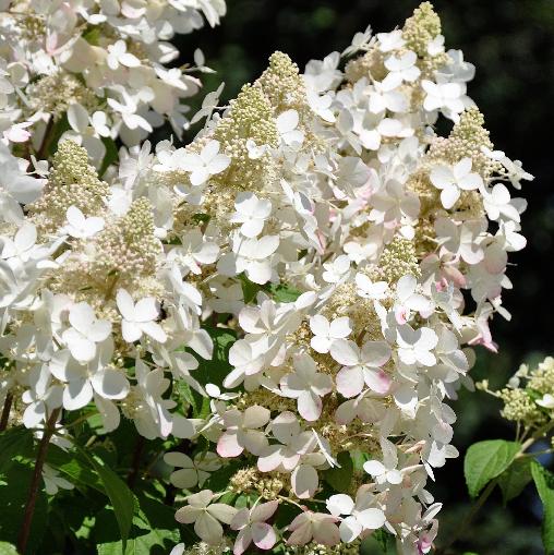 HydrangeapaniculataMidnightsummer3