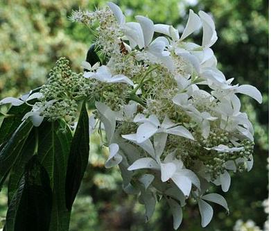 HydrangeapaniculataGreatStarsynLeVasterival