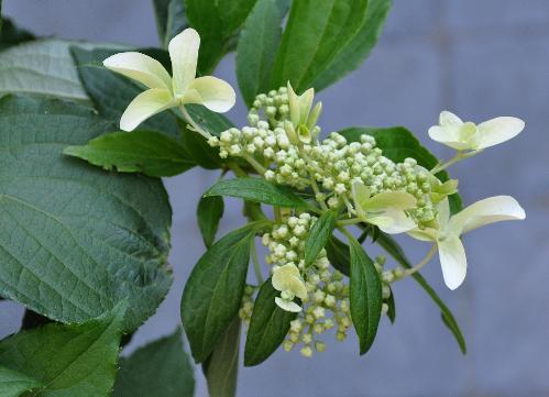 HydrangeapaniculataGreatStarsynLeVasterivalcloseupvn