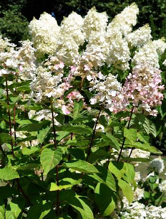 HydrangeapaniculataDollyglobal