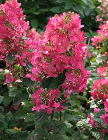 HYdrangeapaniculataMagicalFlameKolster