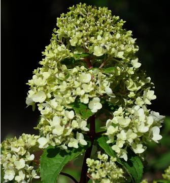 HydrangeapaniculatamagicalMoonlight