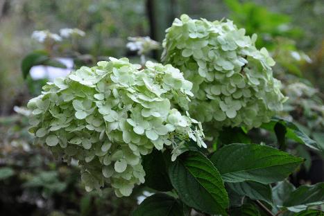 HydrangeapaniculataMagicalMoonlight