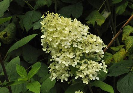 Hydrangea paniculata 'Magical Moonlight' flowerclup