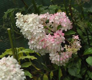 Hydrangea paniculata 'Vanille Fraise' begin uitbloei eind juli