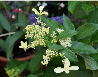 Hydrangea paniculata 'Great Star' syn 'Le Vasterival' closeupVN