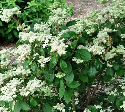 HydrangeapaniculataDaruma