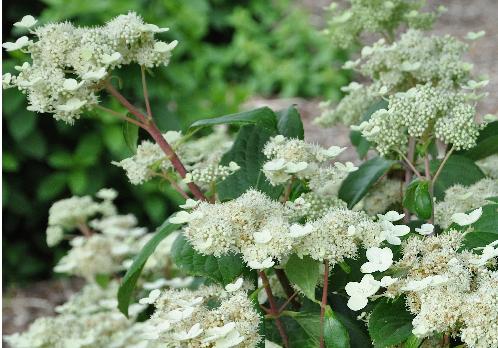 HydrangeapaniculataDarumaVNN