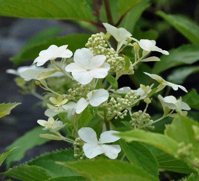 HydrangeapaniculataLevana