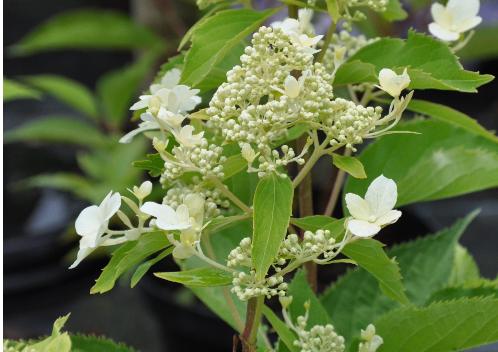 HydrangeapaniculataLevana2