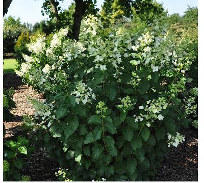 HydrangeapaniculataPinkLadyglobalpic2august