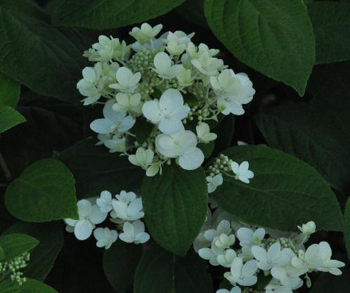 HydrangeapaniculataAmmarinflowercloseup