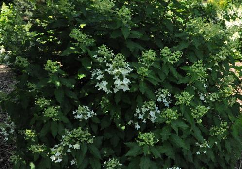 HydrangeapaniculataDegudo