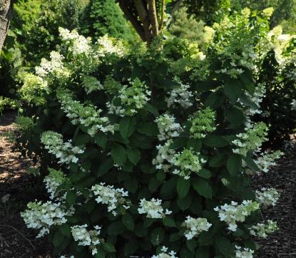 HydrangeapaniculataGoliathglobalpicture2august