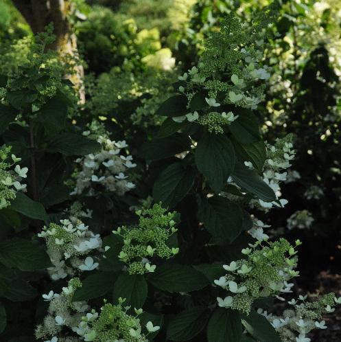 HydrangeapaniculataGoliathcloser2august