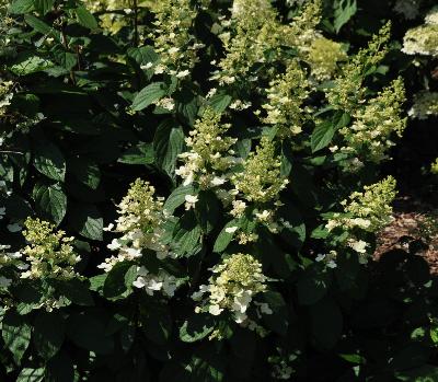 HydrangeapaniculataSiebFloribunda