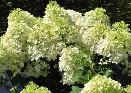 HydrangeapaniculataBobovn