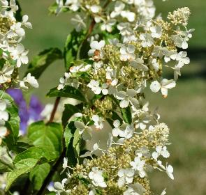 Hydrangea paniculata 'White Lace'3