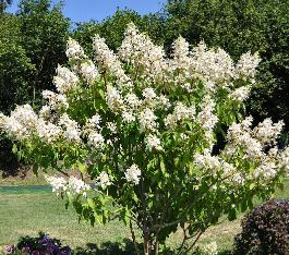 HydrangeapaniculataBigBenglobalview