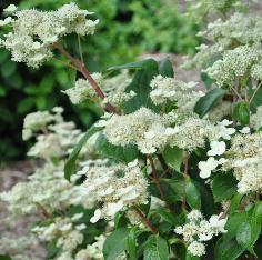 HydrangeapaniculataDarumaVNN