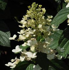 HydrangeapaniculataSiebFloribundaVN