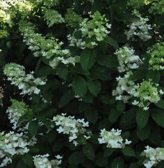 HydrangeapaniculataGoliathglobalpicture2august