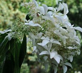 HydrangeapaniculataGreatStarsynLeVasterival