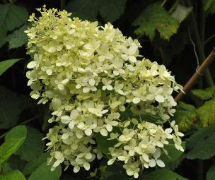 Hydrangea paniculata 'Magical Moonlight' flower closeup