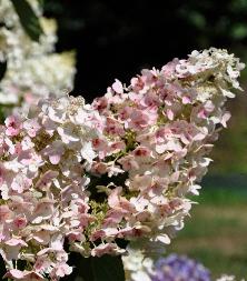 Hydrangea paniculata 'Pee Wee ' 