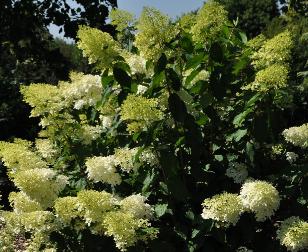 Hydrangea paniculata 'Phantom 'global picture-habit, august 2011