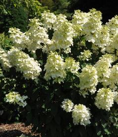 Hydrangea paniculata 'Pink Lady 'global picture augustVNN