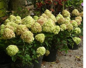 HydrangeapaniculataLittleLimesynJane5