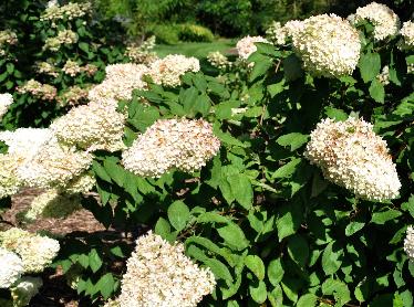 Hydrangea paniculata 'Webbs variety 'VN