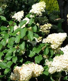 Hydrangea paniculata 'Silver Dollar' 15sept 2011