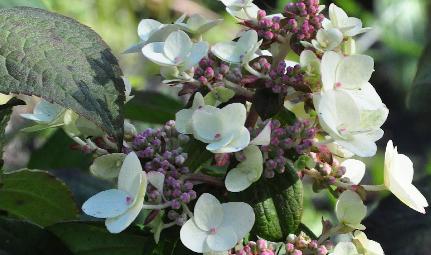 Hydrangea paniculata 'Mega Mindy'