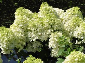 HydrangeapaniculataBobovn