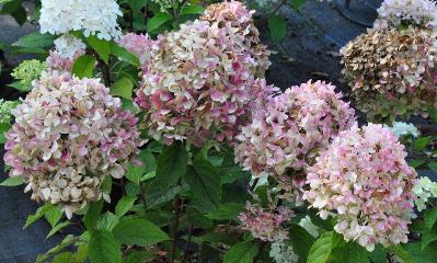 HydrangeapaniculataLimelightherfstverkleuringVNN