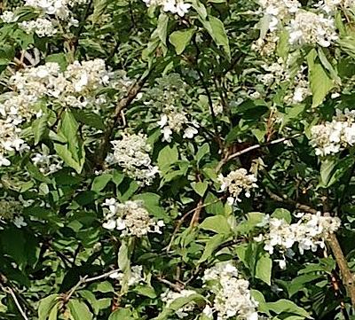 Hydrangea-paniculata-Praecox