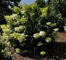 HydrangeapaniculataPhantomglobalpicaugustVNN