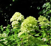 HydrangeapaniculataLimelightonzetuin