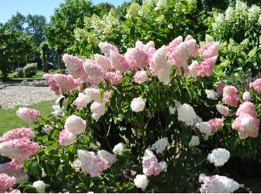 Hydrangea paniculata 'Vanille Fraise' globalview